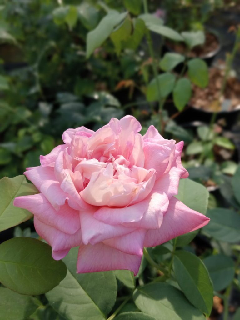Rosa 'Anna Jung'