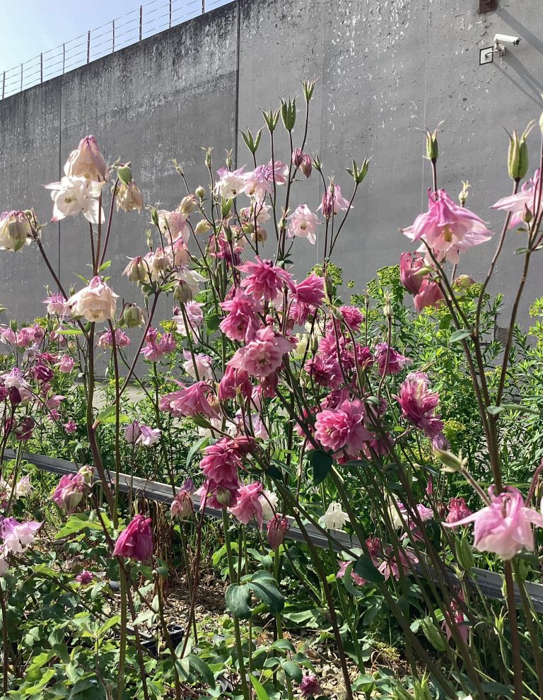 Aquilegia vulgaris ‘Winky Double Rose-White’