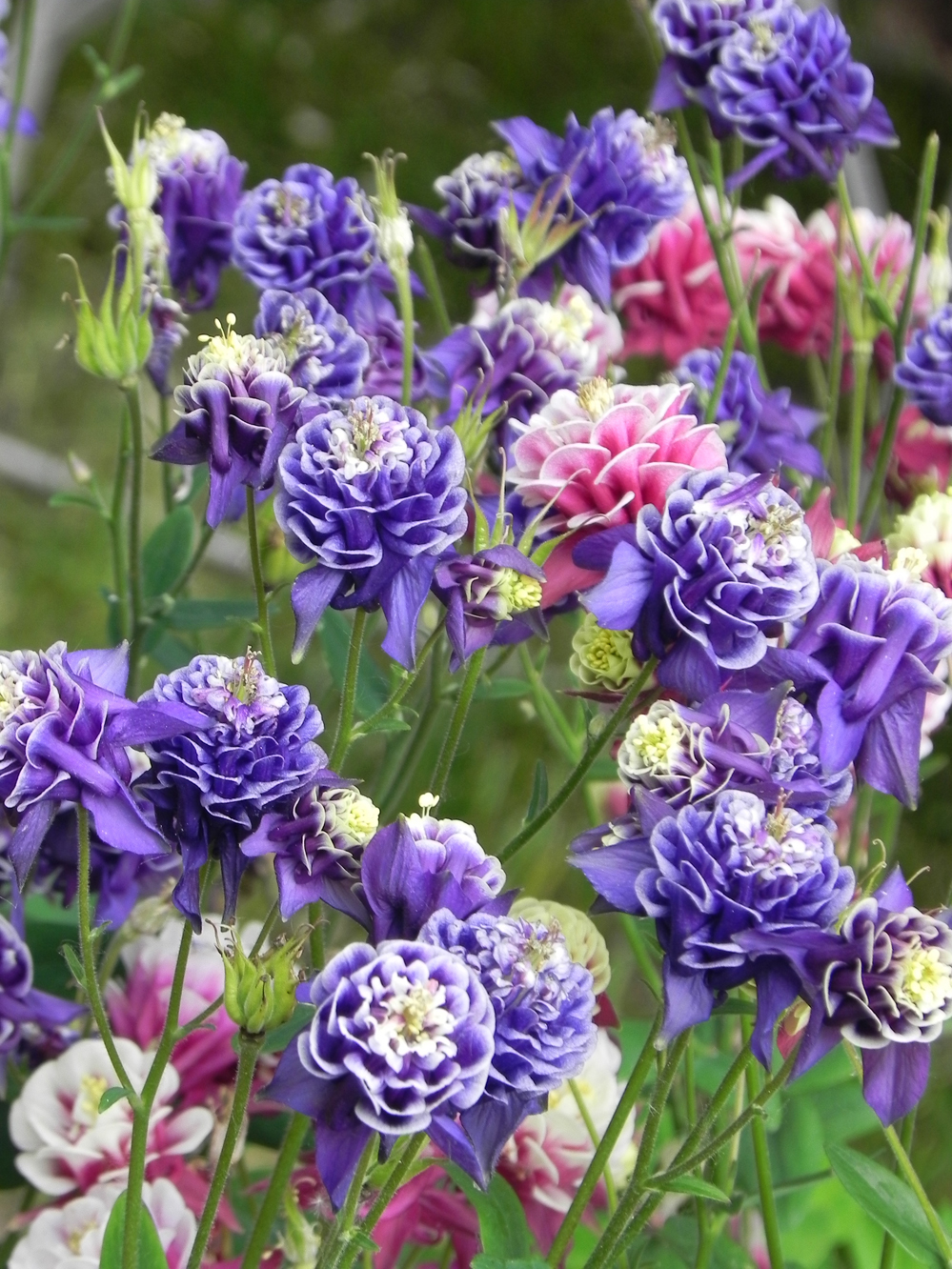 Aquilegia vulgaris