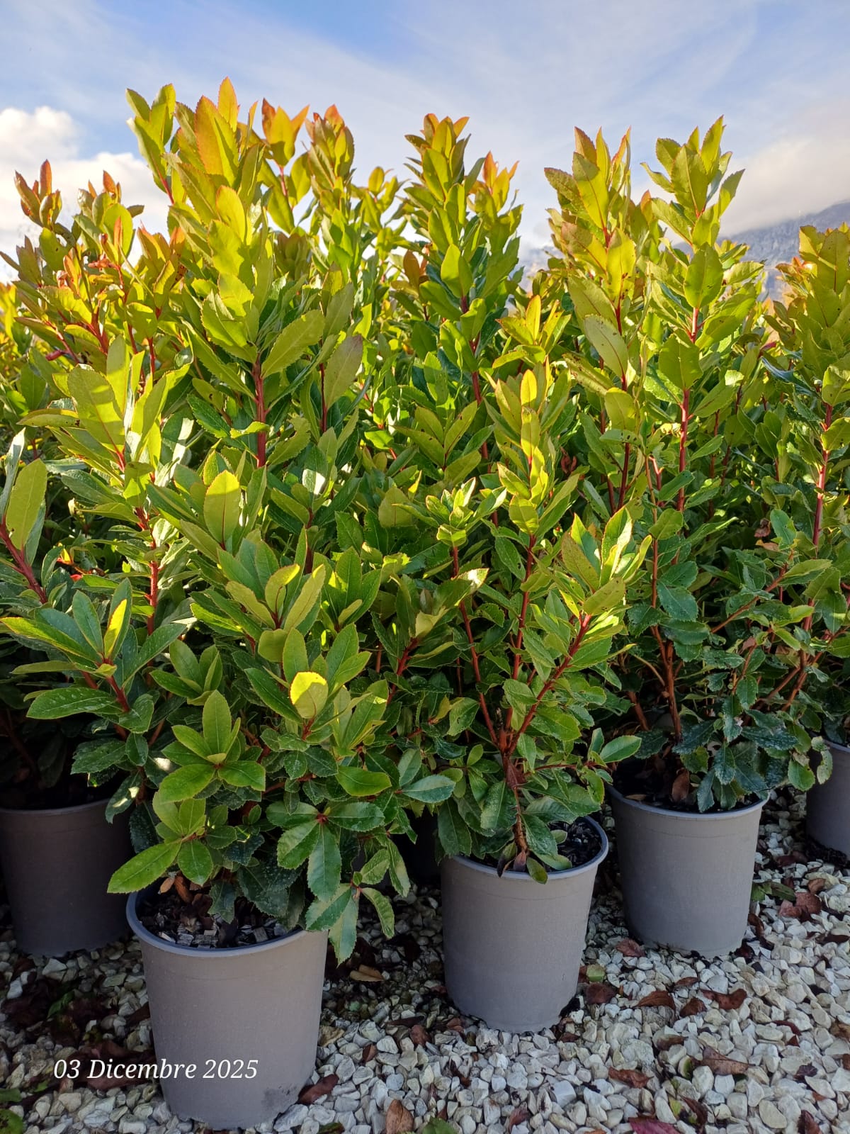Arbutus unedo