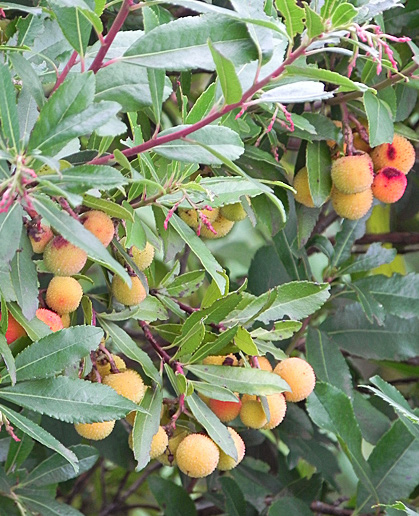Arbutus unedo