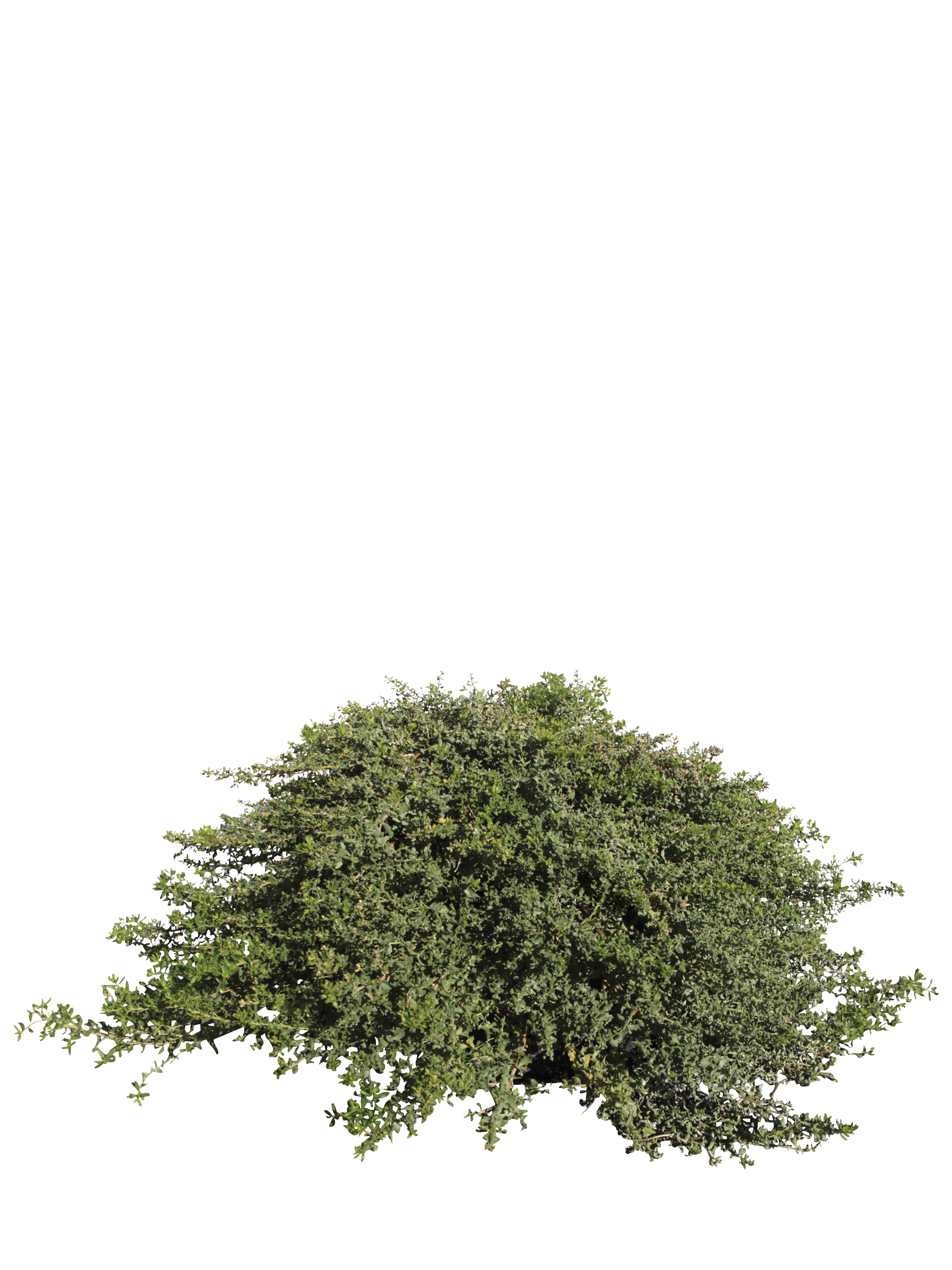 Baccharis pilularis