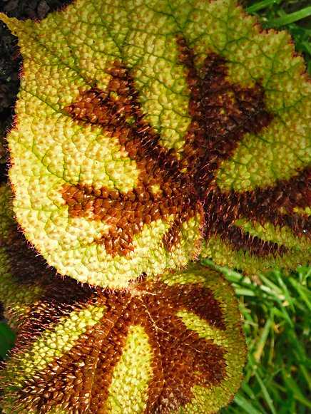Begonia masoniana