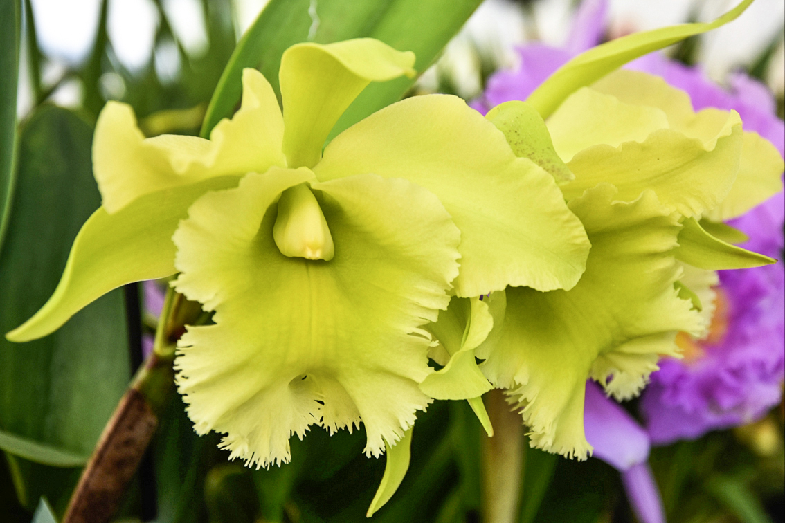 Brassolaeliocattley 'Ports of Paradise'