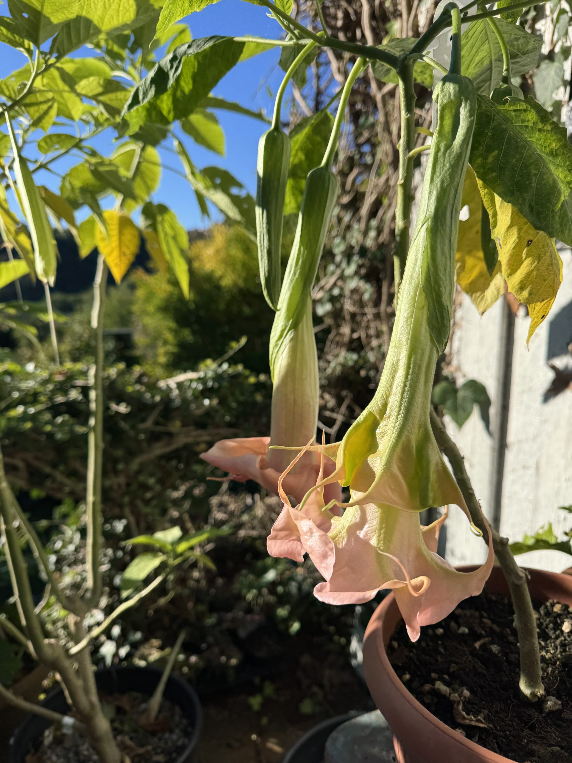 Brugmansia 'Pink Festival'