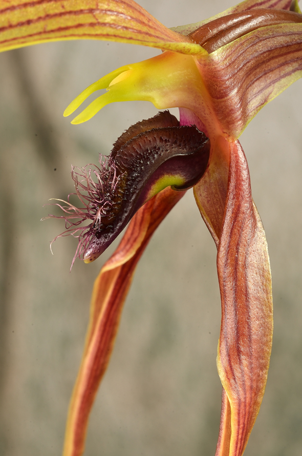 Bulbophyllum klabatense subsp. sulawesii