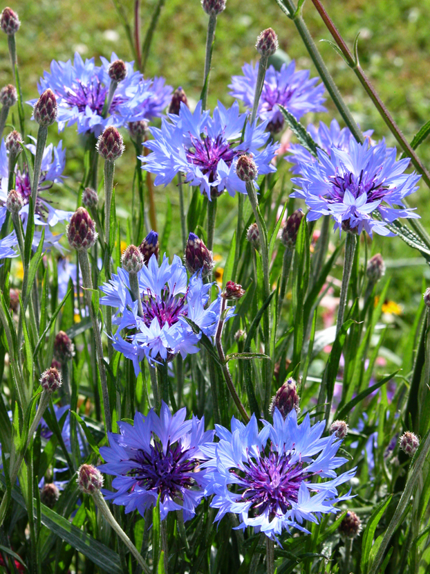Centaurea cyanus