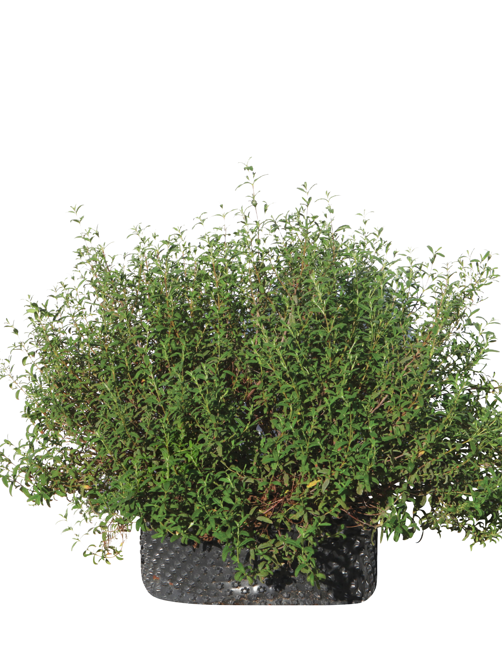 Cistus x florentinus