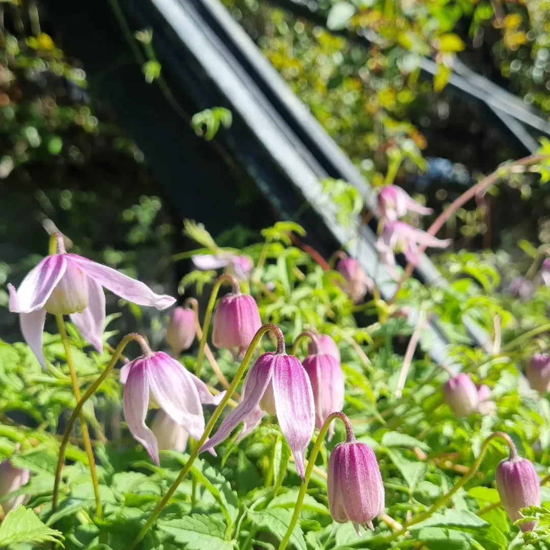 Clematis 'Willy'