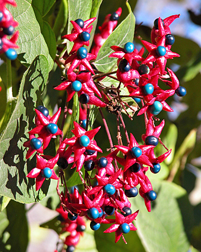 Clerodendrum trichotomum