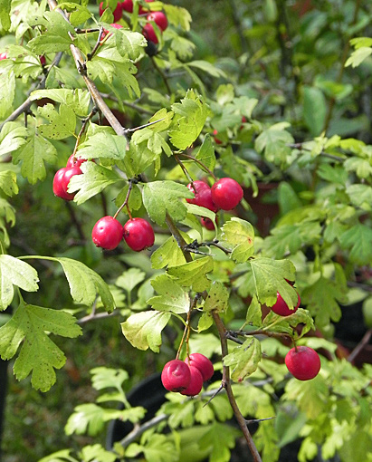 Crataegus monogyna
