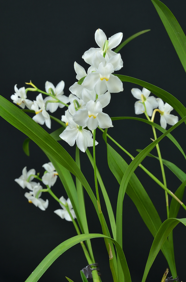 Cuitlauzina pulchella