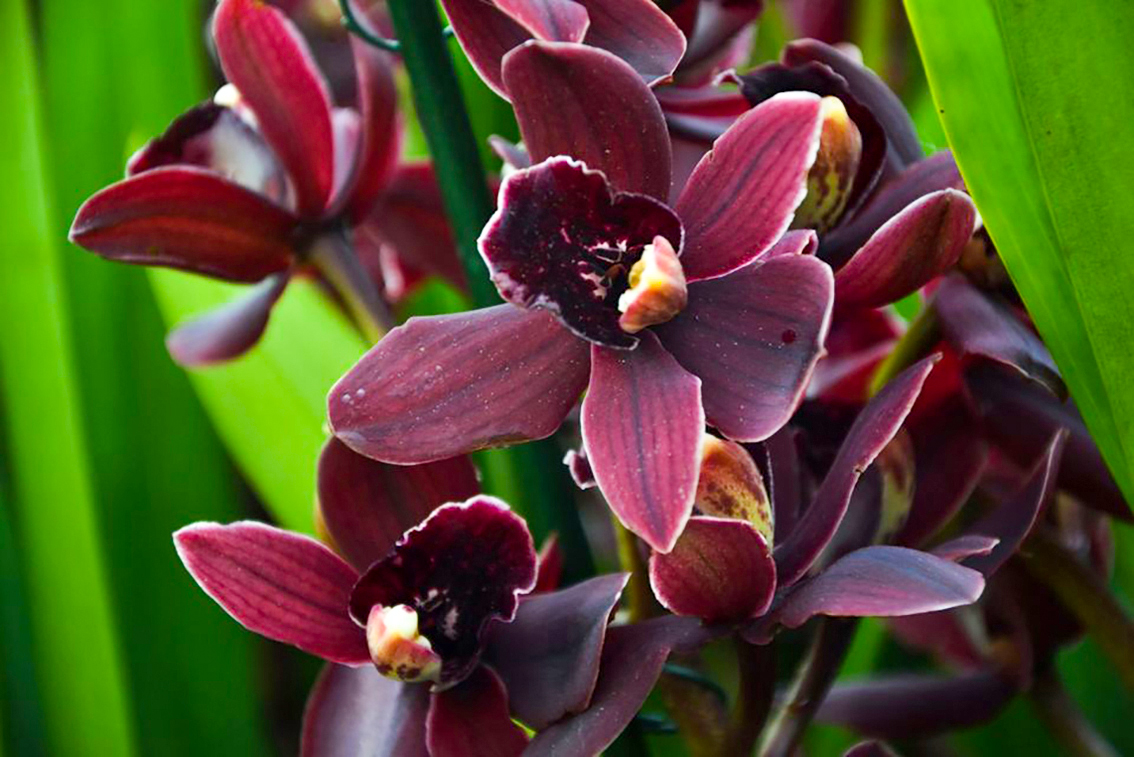 Cymbidium Cali Night 'Geyserland'