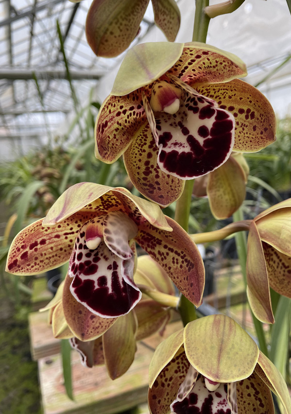 Cymbidium standard 'Los Angeles'