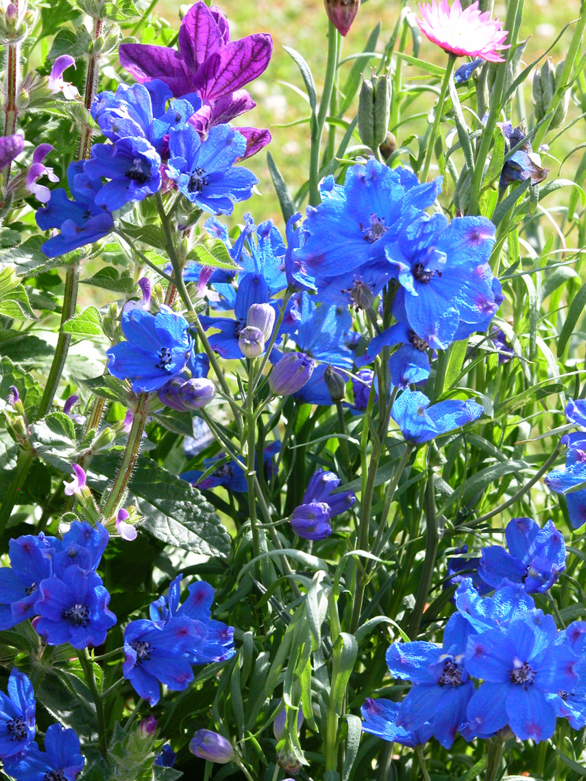 Delphinium x belladonna