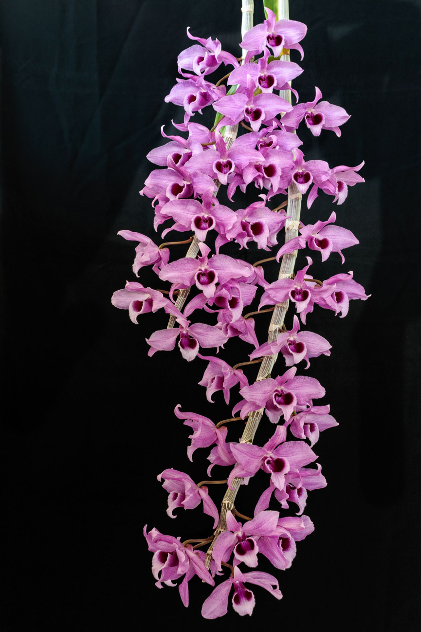 Dendrobium anosmum