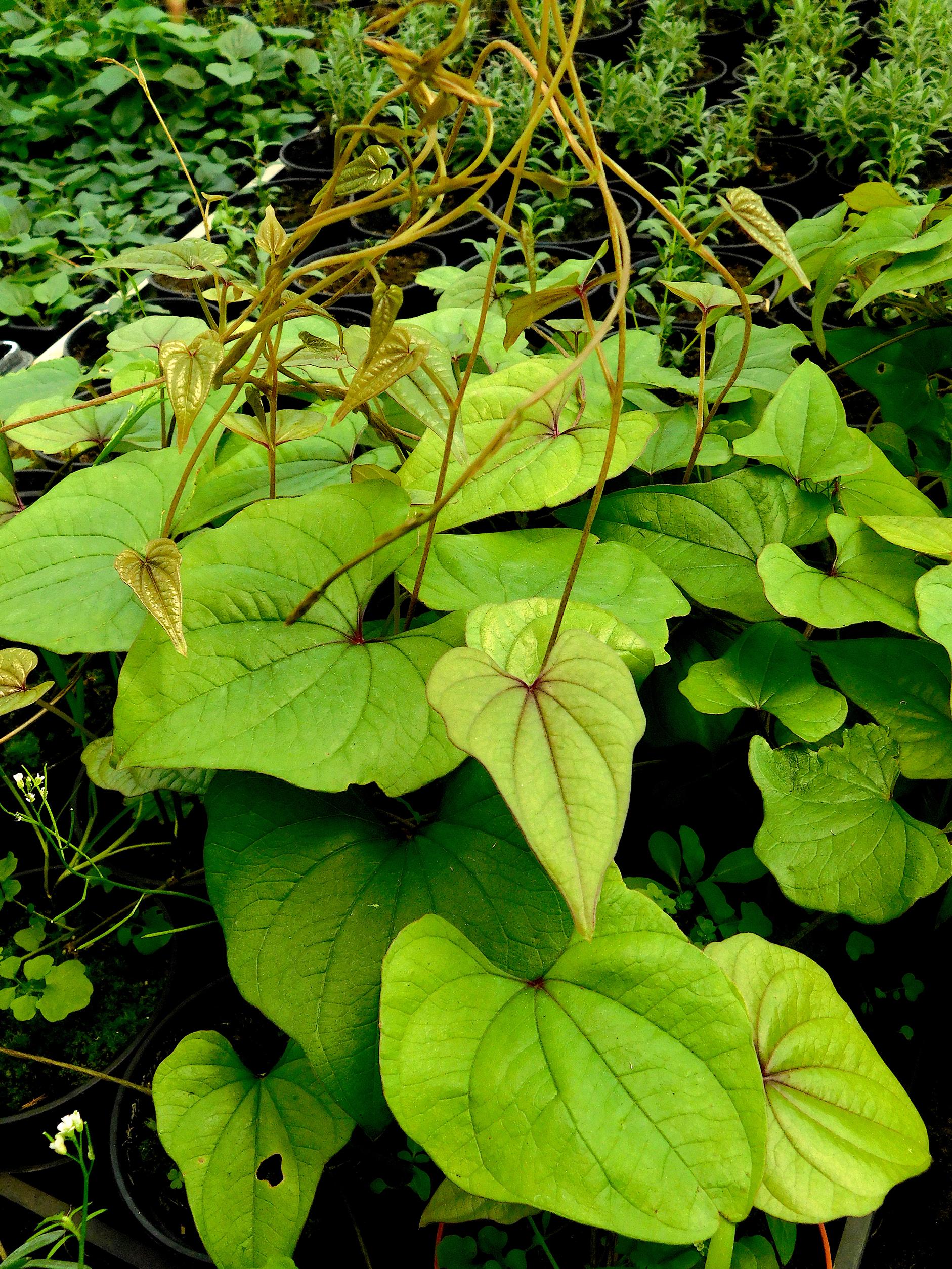 Dioscorea batatas