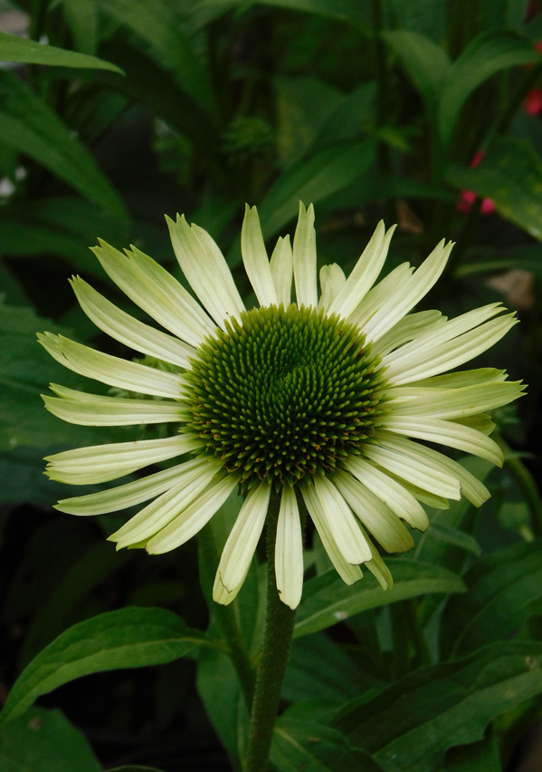 Echinacea purpurea 'Green Jewel'