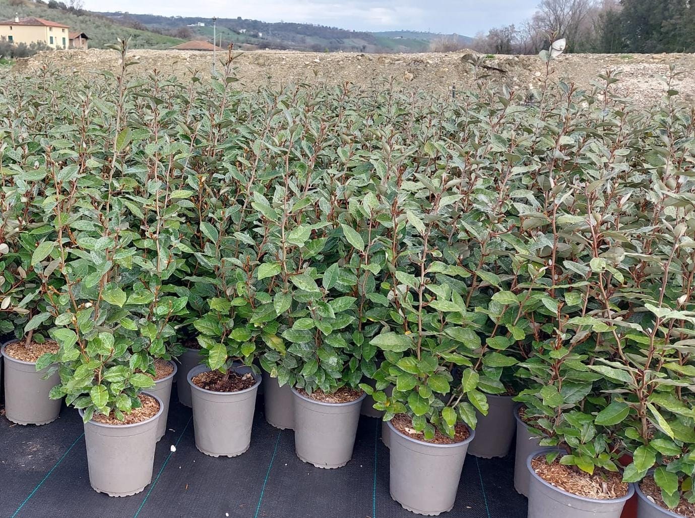Elaeagnus compacta