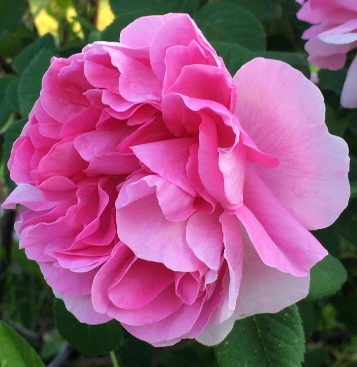 Rosa 'Impératrice Joséphine'