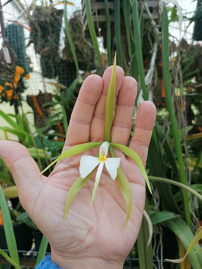 Epipendrum parkinsonianum