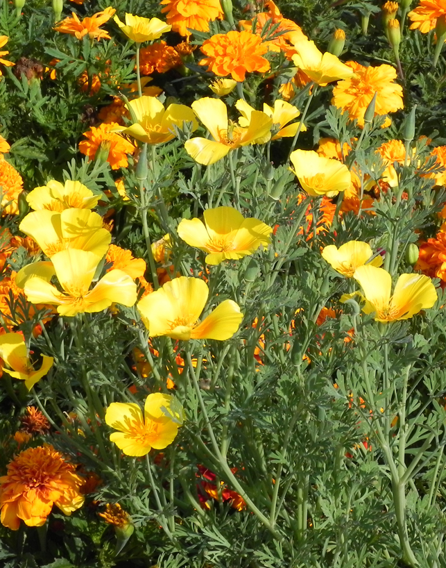 Eschscholtzia californica