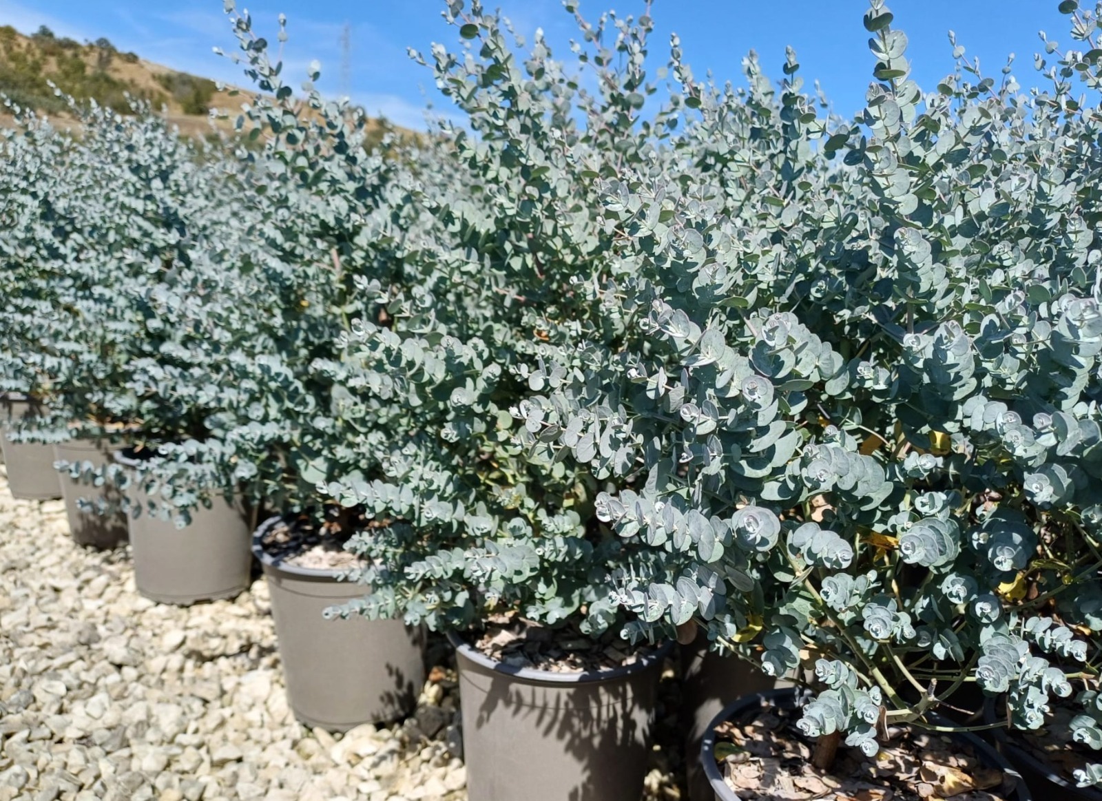 Eucalyptus azura