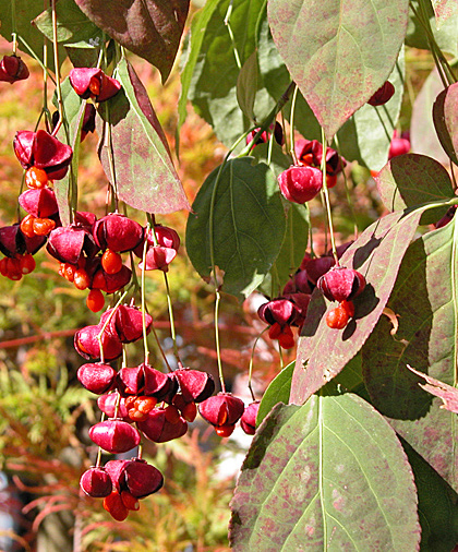 Euonymus europaeus