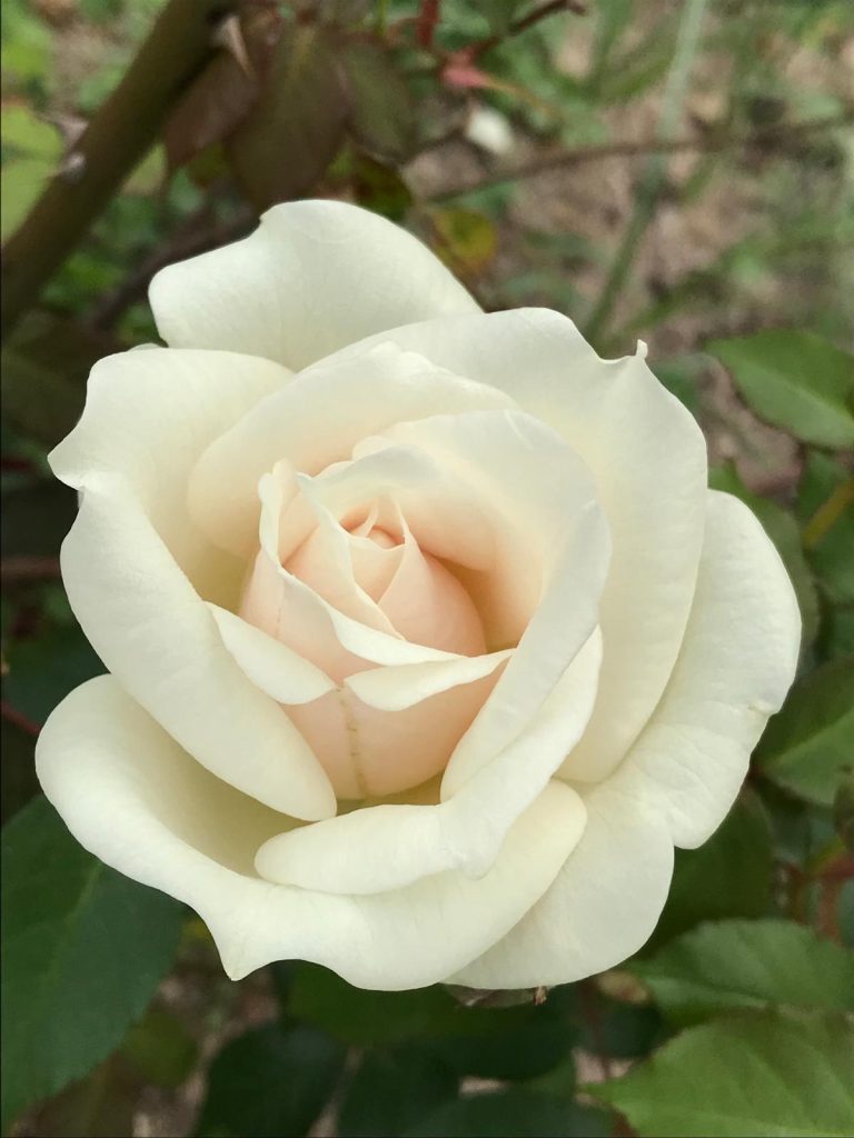 Rosa 'Faith Whittlesey'