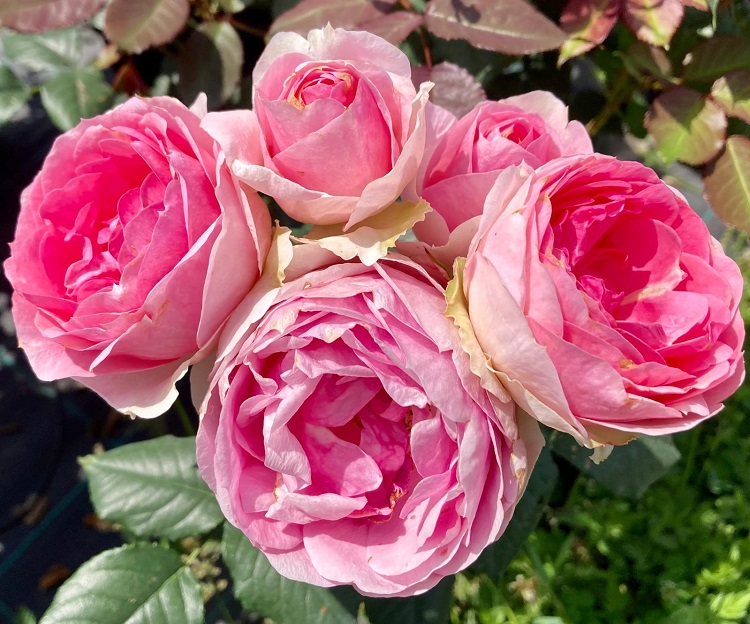 Rosa 'Fashion Girl'