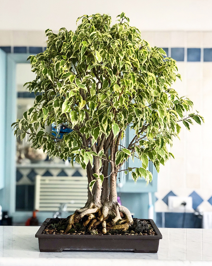 Ficus benjamina 'Starlight'