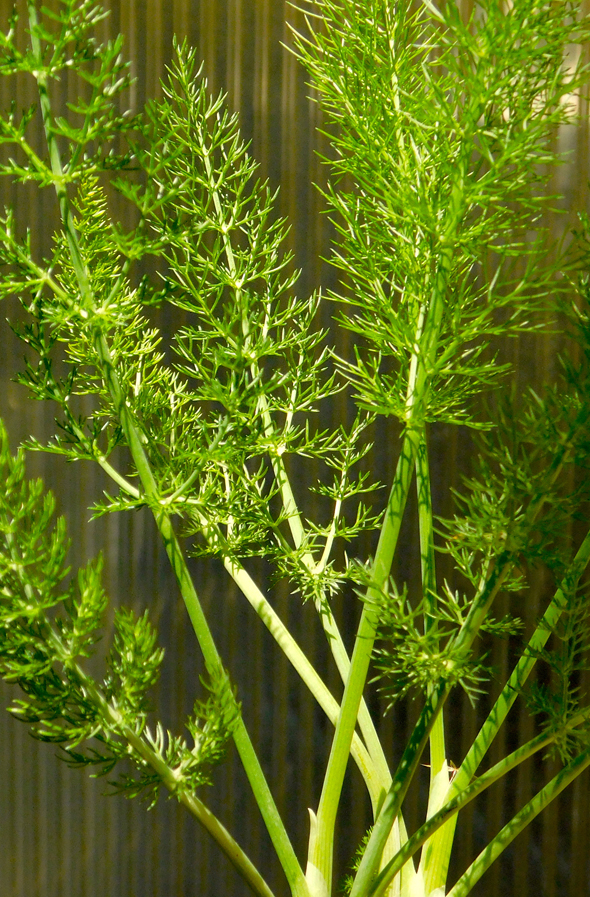 Foeniculum vulgare piperitum