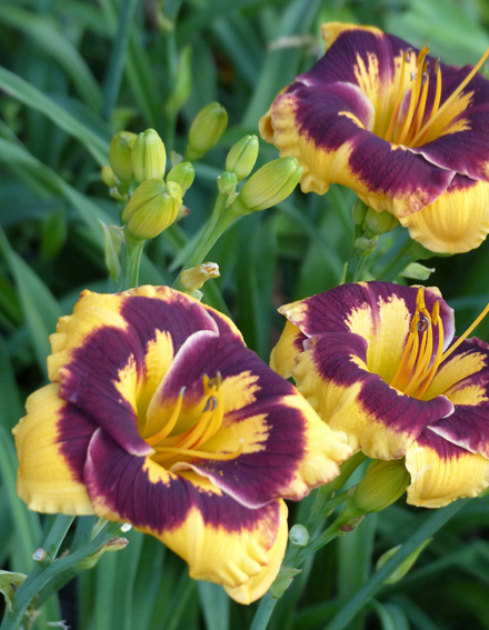 Hemerocallis 'Deep Impact'