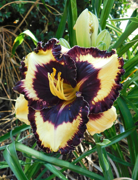 Hemerocallis 'Ina Bigtimer'