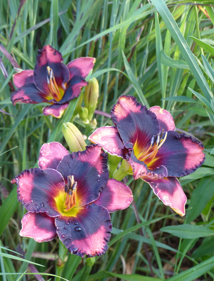 Hemerocallis 'Noria'