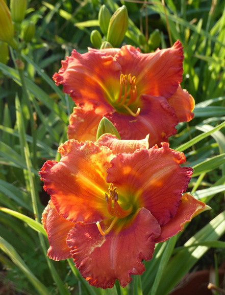 Hemerocallis 'Vermilion Sunset'