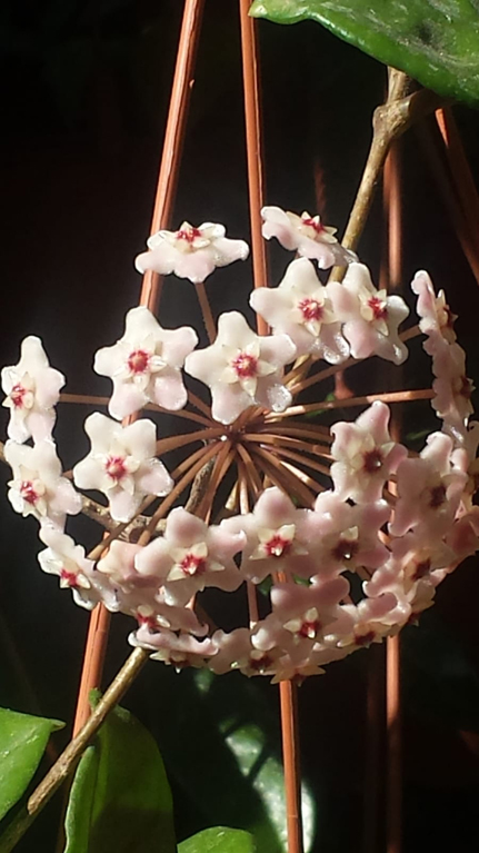 Hoya carnosa