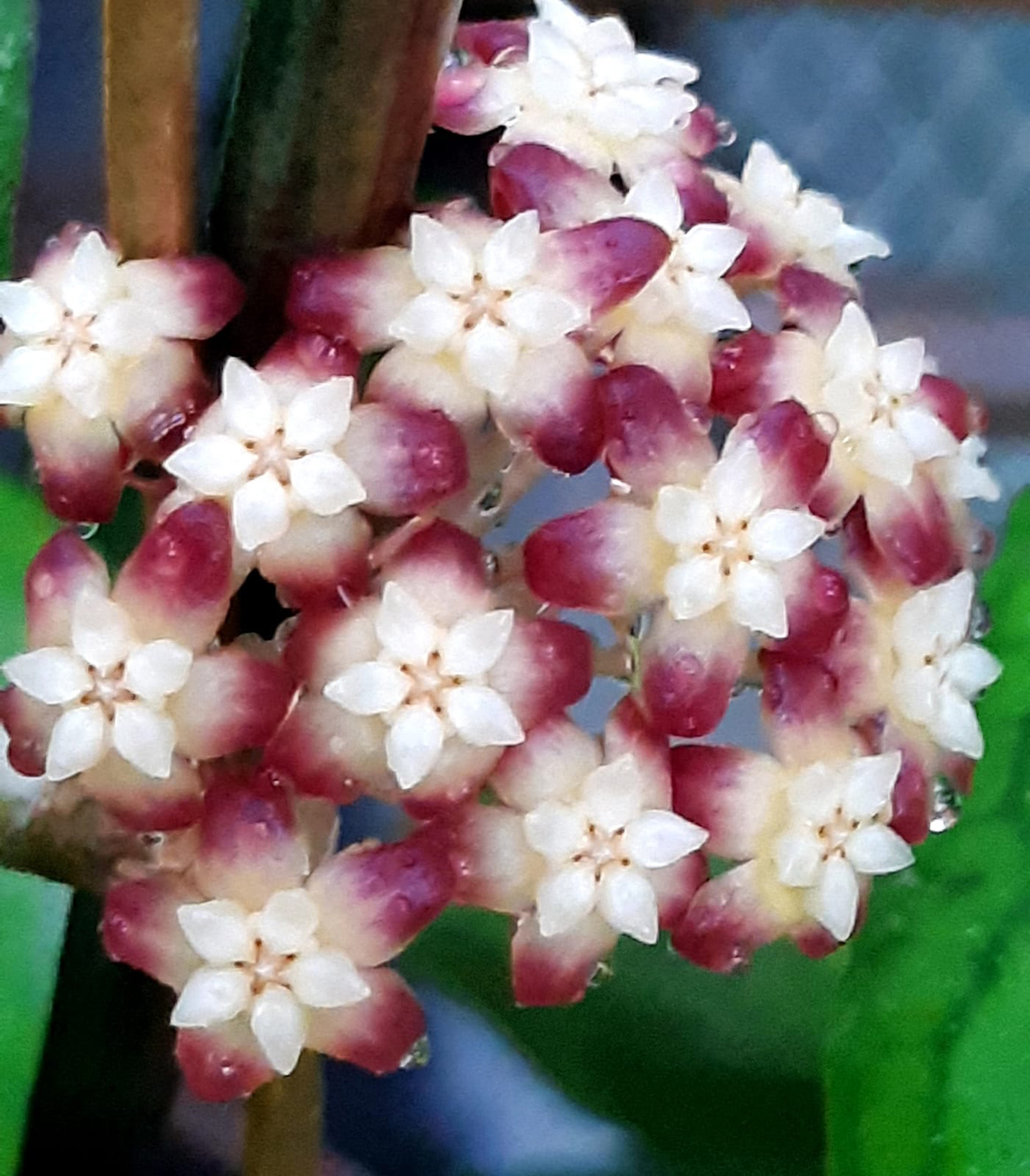 Hoya 'Eleuteria'