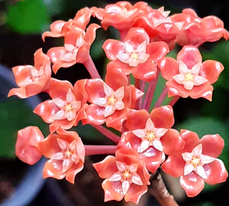 Hoya ilagiorum