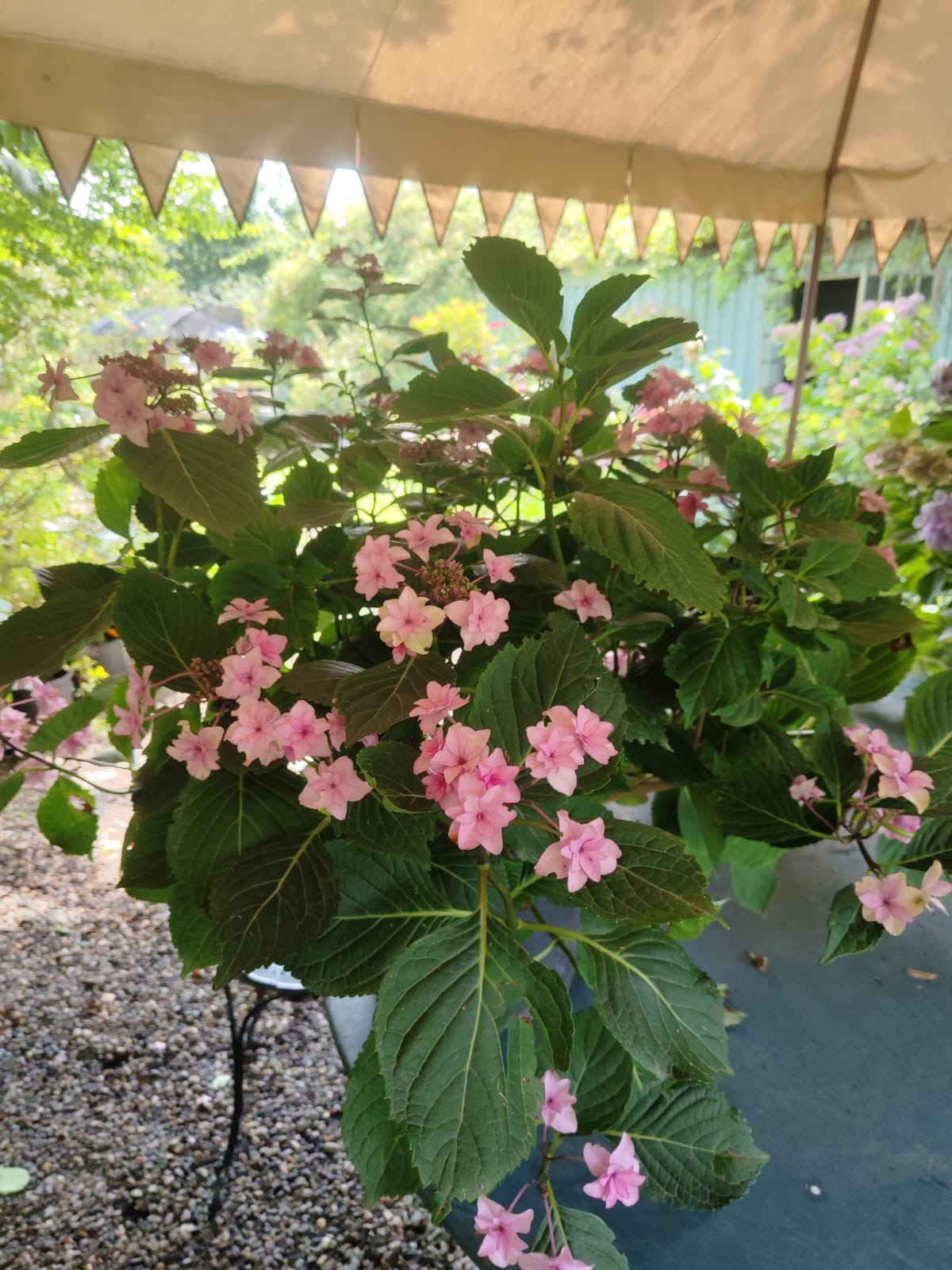 Hydrangea macrophylla 'Etoile Violette'