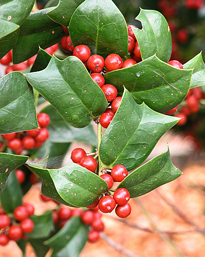 Ilex 'Nellie R. Stevens'