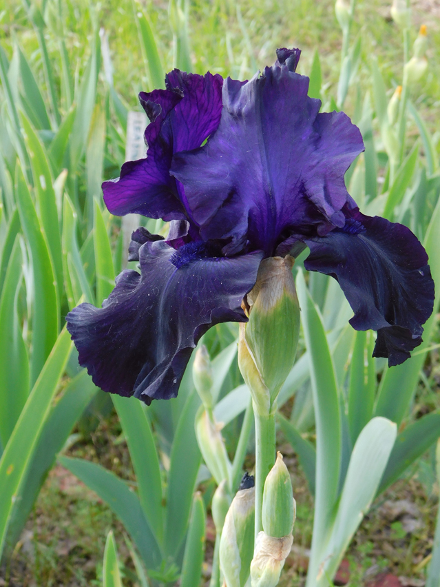 Iris 'Black Suited'