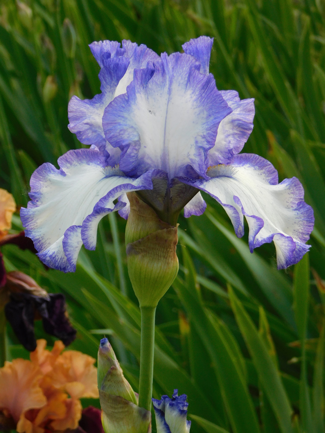 Iris 'Ma Mie'