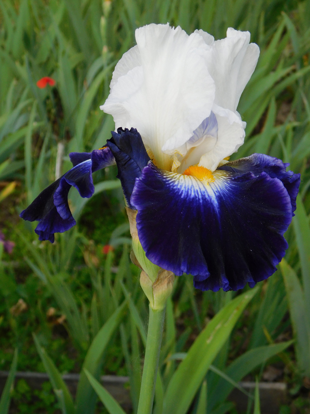 Iris 'Noctambule'