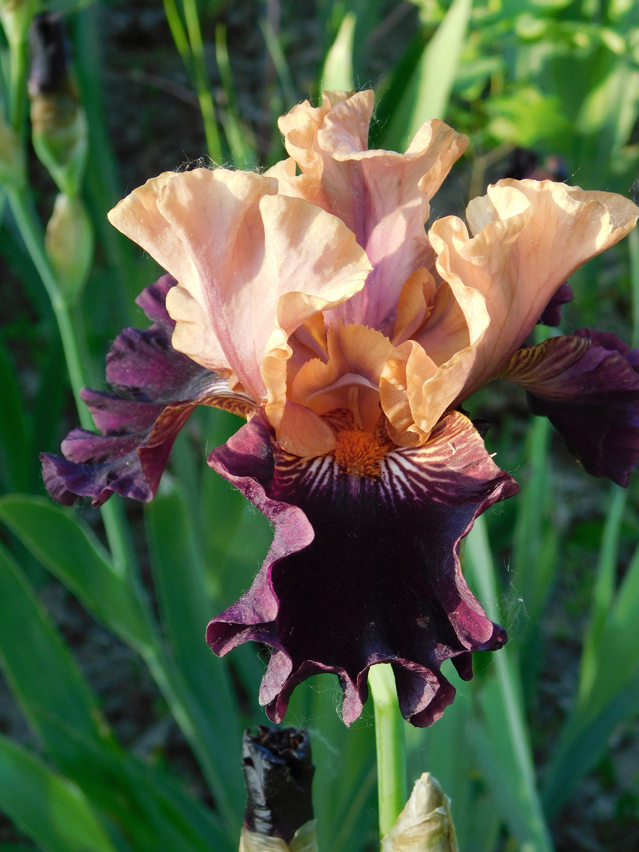 Iris 'Palissandro'