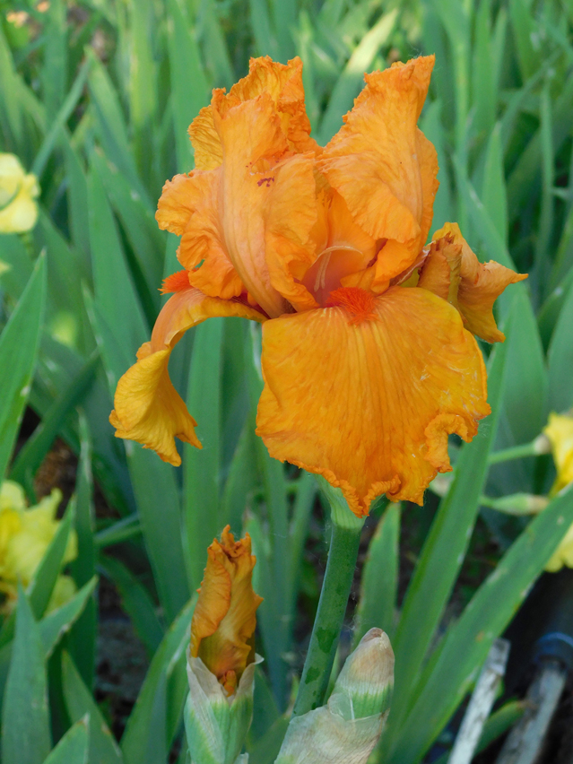 Iris 'Private Treasure'