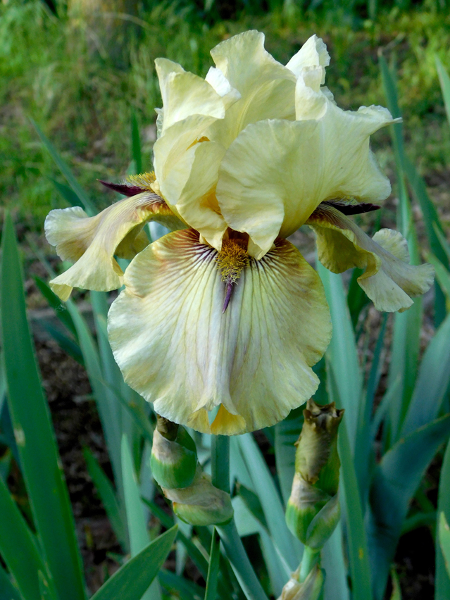 Iris 'Thornbird'
