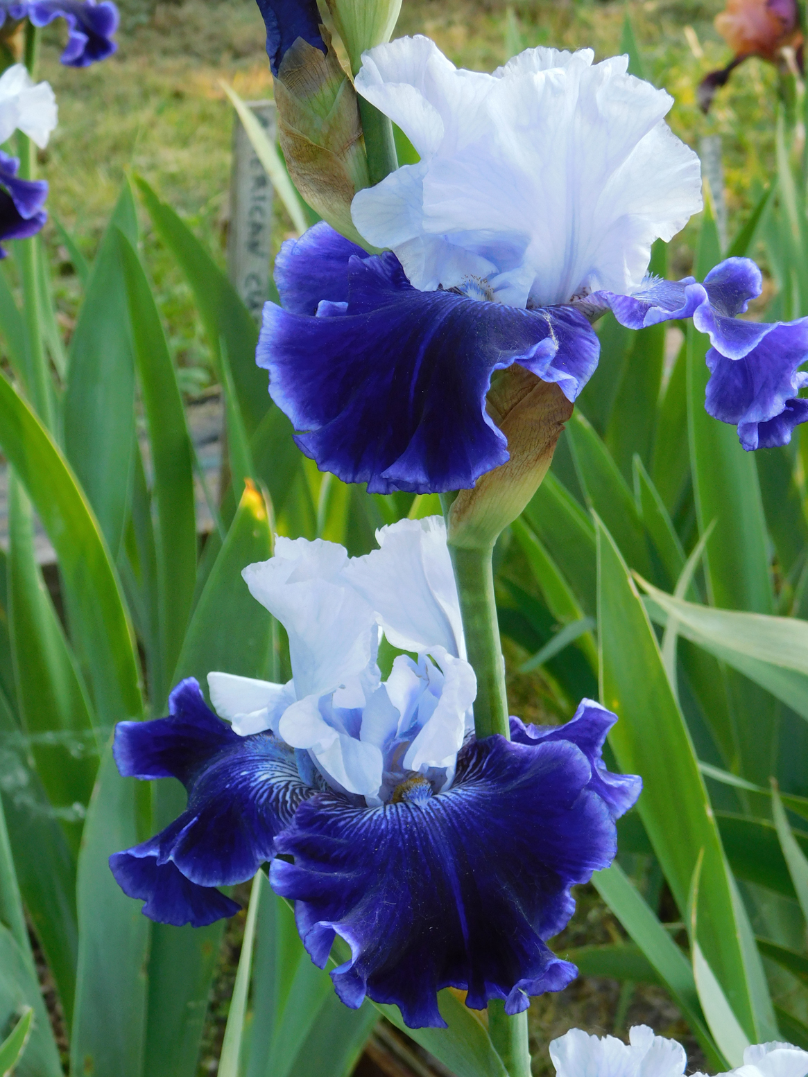 Iris 'World Premier'
