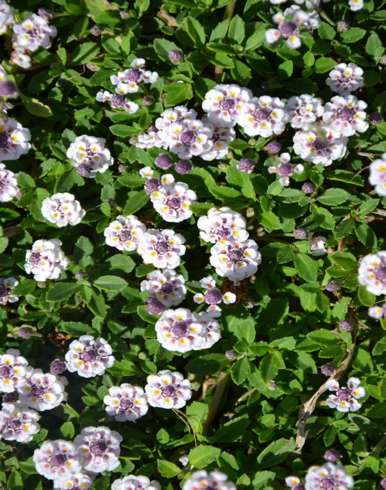 Lippia nodiflora