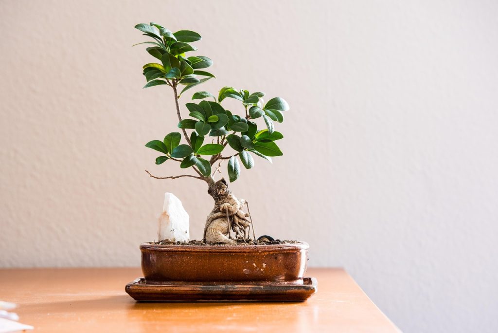 come curare un bonsai